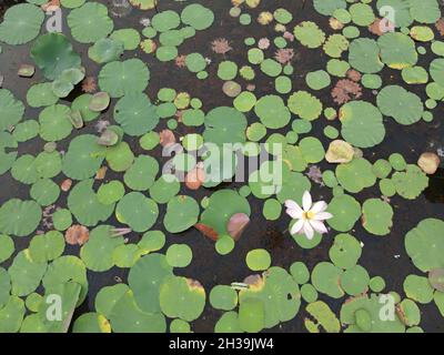 Vue aérienne par drone d'une seule fleur sacrée de lotus dans un champ de feuilles d'un étang du lac Chini.Points de mise au point sélective Banque D'Images