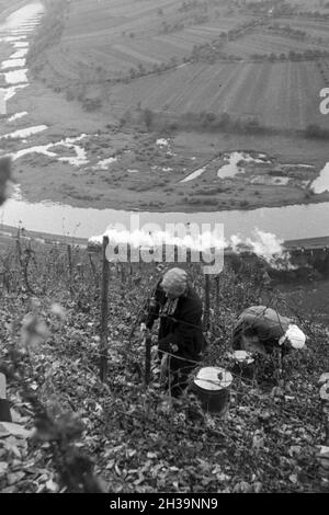 Winzer bei der Wein 20 à Serrig, Deutschland 1930 er Jahre. Les viticulteurs vintaging à Serrig, Allemagne 1930. Banque D'Images