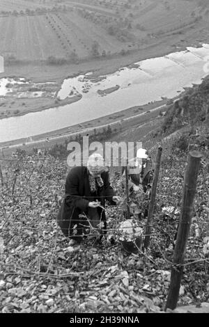 Winzer bei der Wein 20 à Serrig, Deutschland 1930 er Jahre. Les viticulteurs vintaging à Serrig, Allemagne 1930. Banque D'Images