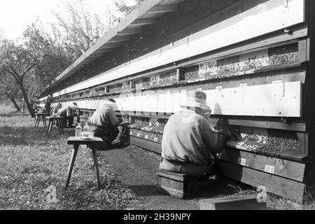 Gewinnung von Bienengift Pharmafirma bei der Mack à Illertissen, Deutschland 1930 er Jahre. L'extraction de venin d'abeille à Mack pharmceutical company à Illertissen, Allemagne 1930. Banque D'Images