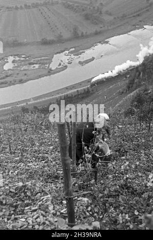 Winzer bei der Wein 20 à Serrig, Deutschland 1930 er Jahre. Les viticulteurs vintaging à Serrig, Allemagne 1930. Banque D'Images