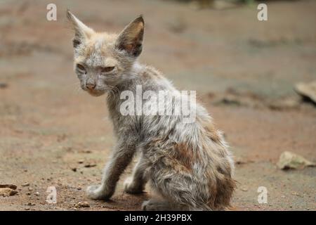 Petit chat avec peau infectée, Kitty avec perte de fourrure, maladies allergiques de peau chez les chats domestiques Banque D'Images