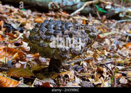 Gros plan d'un vieil homme des Bois Mushroom, également appelé Strobilomyces strobilaceus Banque D'Images