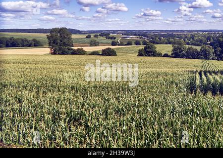 Bazouges la Perouse, France.Département d'Ille-et-Vilaine, Grande-Bretagne.Paysage vert de champs de maïs et de bosquets avec des forêts à l'horizon. Banque D'Images