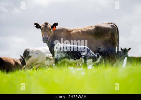 Les vaches et taureaux de bouf paître sur l'herbe verte en Australie, les races incluent le parc moucheté, murray Gray, angus et brangus. Banque D'Images