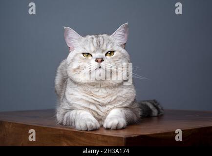joli tabby d'argent doux britannique shorthair chat couché sur table en bois regardant l'appareil photo sur fond gris avec espace de copie Banque D'Images