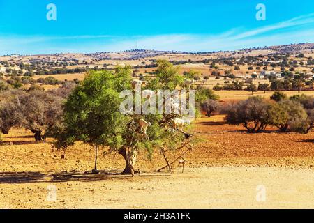 Chèvres grimpant sur des arganes.Visite amusante au Maroc. Banque D'Images