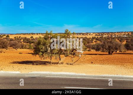 Chèvres grimpant sur des arganes.Visite amusante au Maroc. Banque D'Images