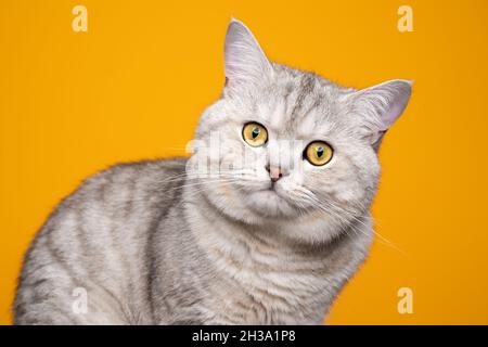 joli petit chat britannique moelleux avec fourrure de tabby argenté sur fond jaune assorti à la couleur des yeux Banque D'Images