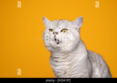 mémoiant tabby british shorthair chat méwing faire face drôle sur fond jaune avec espace de copie Banque D'Images