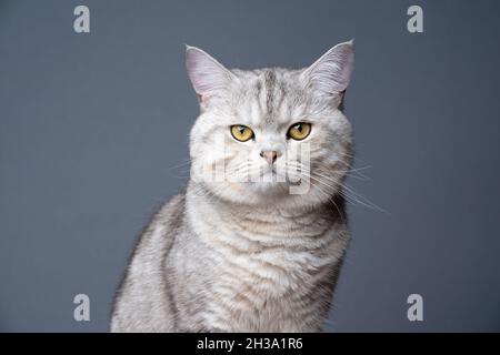 peluche argent ombré tabby british shorthair chat avec les yeux jaunes portrait sur fond gris Banque D'Images