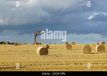 Paysage estival idyllique, champ de blé récolté avec balles de paille et ciel orageux Banque D'Images