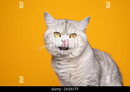 joli tabby argent britannique shorthair chat faim licking lèvres montrant la langue regardant l'appareil photo sur fond jaune Banque D'Images