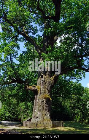 Chêne de 500 ans à Gorecko Koscielne, parc national de Roztocze, Pologne Banque D'Images