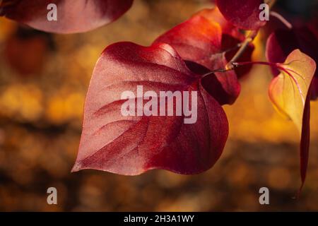 Belle feuille de Syringa en automne.Vue rapprochée de la feuille de marron du Bush de Lilac.Concept et idée de la fin de la saison d'automne.Prise de vue macro avec les touches basses Banque D'Images