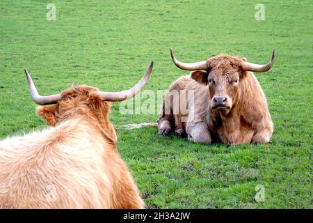 Vaches écossaises des Highlands sur un pâturage vert Banque D'Images