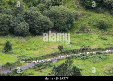 Les sentiers de randonnée de Ronan Way dans le Glen's of Antrim sur la côte d'Antrim à côté de Cushman, en Irlande du Nord. Banque D'Images