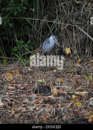 J'ai été très surpris d'observer la prise de héron et finalement manger une mole dans la portée d'un lit reedbed, il y avait de l'eau libre tout autour ! Banque D'Images