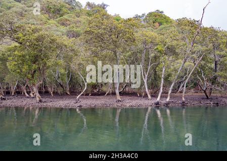 Les huîtres de Sydney (Saccostrea glomerata) poussent naturellement sur les rives des hauts tronçons du port de Sydney près de East Lindfield Banque D'Images