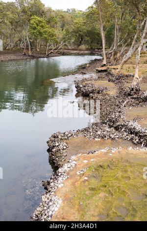 Les huîtres de Sydney (Saccostrea glomerata) poussent naturellement sur les rives des hauts tronçons du port de Sydney près de East Lindfield Banque D'Images