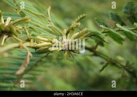 Mimosa pigra avec fond naturel.Mimosa pigra, communément connu sous le nom d'arbre sensible géant, (pigra, paresseux, lent), est une espèce du genre Mimosa, Banque D'Images