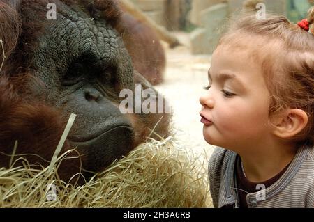 FRANCE. LOIR-ET-CHER (41) SAINT AIGNAN. LE PARC ZOOLOGIQUE DE BEAUVAL. UNE PETITE FILLE REGARDANT UN ORANGUTAN À TRAVERS UNE FENÊTRE DE VERRE ÉPAISSE Banque D'Images