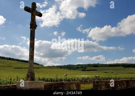 FRANCE.BOURGOGNE.CÔTE-D'OR (21) LE DOMAINE ROMANEE CONTI.LE ROMANEE-CONTI EST L'UN DES GRANDS VINS DE VOSNE-ROMANEE EN CÔTE D'OR.C'EST PAR Banque D'Images