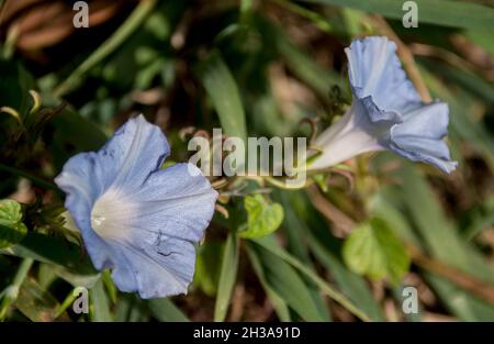 Jolies fleurs pâles de Thunbergia grandiflora (fleur de ciel bleu, trompette Bengale), une mauvaise herbe non désirée et envahissante dans le Queensland, en Australie. Banque D'Images