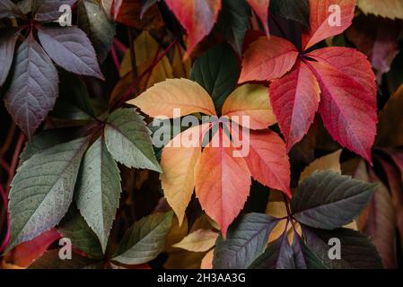 Feuilles de colonne colorées de la Virginie rampante couvrant la clôture, la texture naturelle des feuilles de vigne d'automne multicolores Banque D'Images