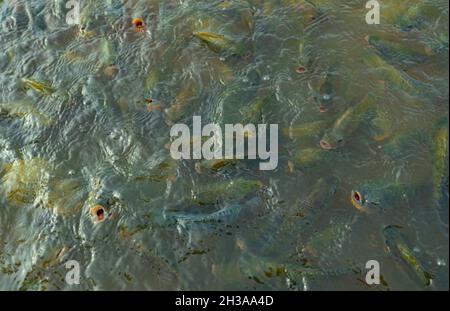 Vue de dessus groupe de poissons perchés grimpants dans la ferme attendant la nourriture dans l'étang d'aquaculture au moment de la nourriture.Poissons d'eau douce dans l'étang d'aquaculture.Eau douce fi Banque D'Images