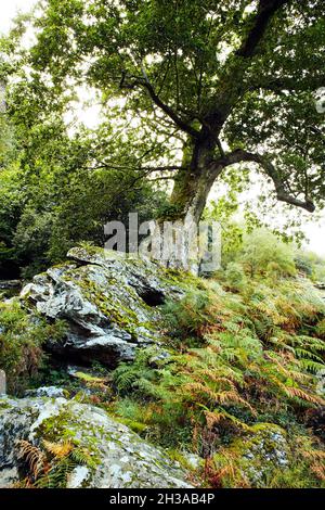 Ruisseau de forêt entouré de bois de terre dans l'ancienne forêt de croissance.Parc national de Wicklow en Irlande. Banque D'Images