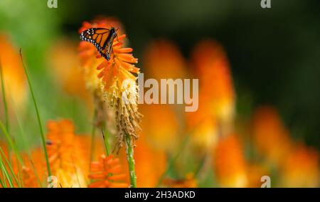 Gros plan d'un papillon monarque sur une fleur rouge de poker ou de Kniphofia Banque D'Images