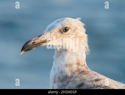 Portrait d'un mouette juvénile immature sur la côte du Massachusetts. Banque D'Images
