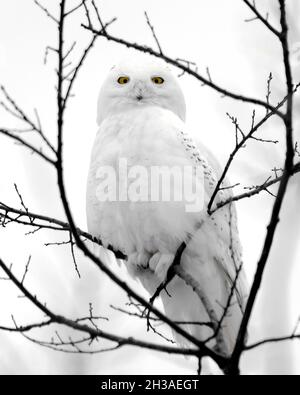 Un hibou des neiges perche dans un arbre pendant l'hiver de la Nouvelle-Angleterre. Banque D'Images