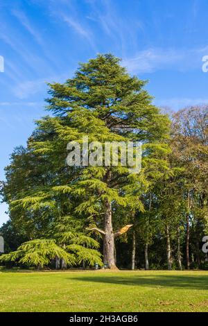 Grand sapin avec branche récemment brisée dans le parc du Château Azay-le-Ferron, Indre (36), France. Banque D'Images