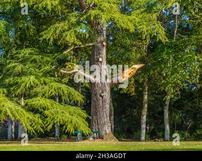 Grand sapin avec branche récemment brisée dans le parc du Château Azay-le-Ferron, Indre (36), France. Banque D'Images