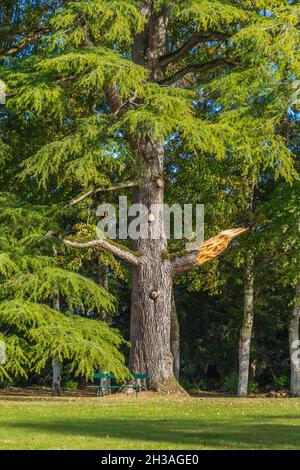 Grand sapin avec branche récemment brisée dans le parc du Château Azay-le-Ferron, Indre (36), France. Banque D'Images