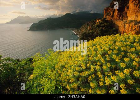 FRANCE.CORSE DU SUD (2A) EUPHORBIA DANS LA BAIE DE PORTO Banque D'Images