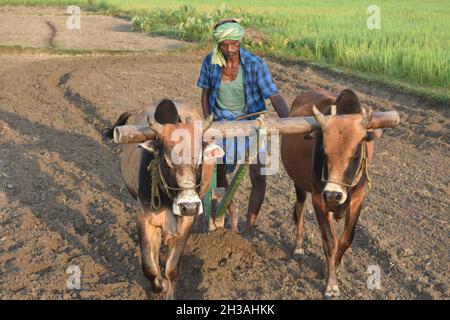 dans le champ agricole un agriculteur labourant le champ Banque D'Images