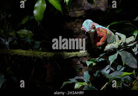 Caméléon coloré assis sur une branche d'arbre dans la faune pendant la chasse Banque D'Images