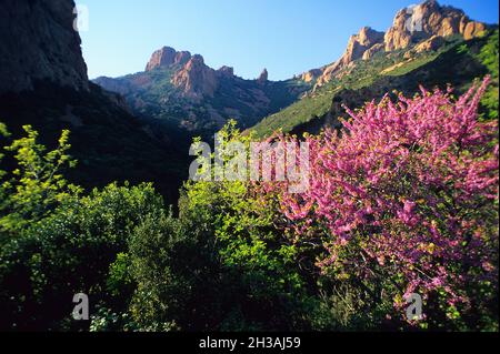 FRANCE.VAR (83) MASSIF DE L'ESTEREL.ROCHER DE SAINT-BARTHÉLEMY Banque D'Images