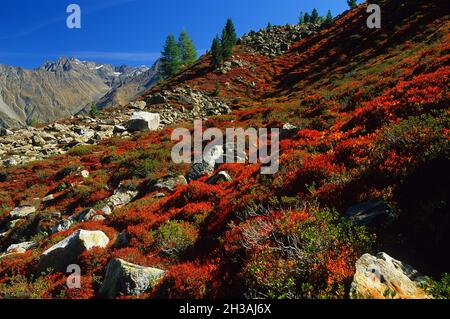 FRANCE.SAVOIE (73) PARC NATUREL DE LA VANOISE Banque D'Images