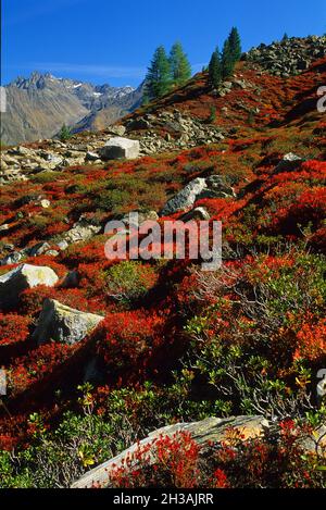 FRANCE.SAVOIE (73) PARC DE LA VANOISE Banque D'Images