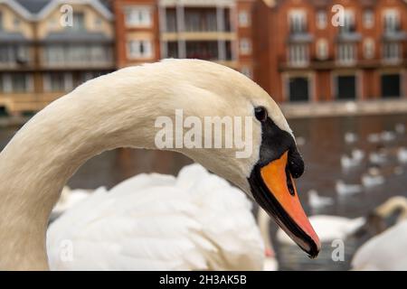 Windsor, Berkshire, Royaume-Uni.27 octobre 2021.Le troupeau de cygnes sur la Tamise à Windsor ce matin était très affamé car ils ont gratté pour obtenir des morceaux de pain de la part des habitants qui les nourrissaient.Heureusement, il y a au moins 20 nouveaux cygnets sur cette partie de la Tamise.Crédit : Maureen McLean/Alay Live News Banque D'Images