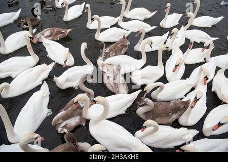 Windsor, Berkshire, Royaume-Uni.27 octobre 2021.Le troupeau de cygnes sur la Tamise à Windsor ce matin était très affamé car ils ont gratté pour obtenir des morceaux de pain de la part des habitants qui les nourrissaient.Heureusement, il y a au moins 20 nouveaux cygnets sur cette partie de la Tamise.Crédit : Maureen McLean/Alay Live News Banque D'Images