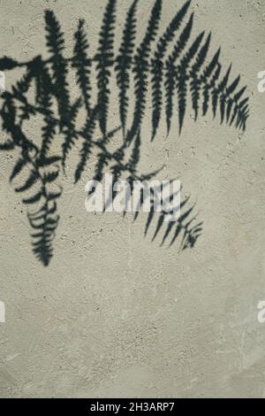 Fern feuilles ombre sur le mur de ciment gris comme arrière-plan créatif avec espace de copie Banque D'Images