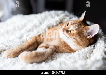 Le chat rouge se présente avec soin dans une couverture blanche et moelleuse.Joyeux chat animal. Banque D'Images