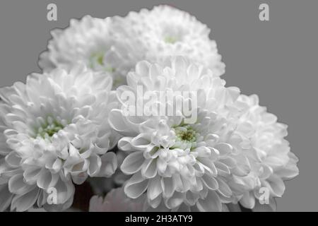 Bouquet de chrysanthèmes blancs gros plan, sur fond gris clair. Banque D'Images