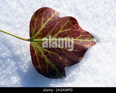 Une petite feuille de peuplier brun couché sur la neige. Banque D'Images