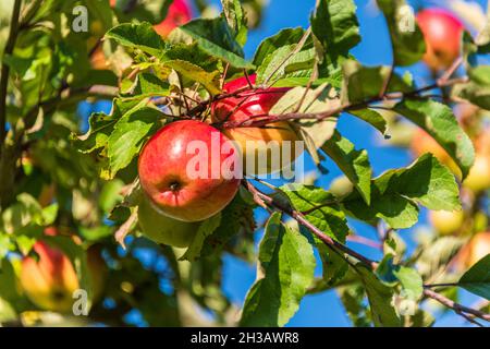 Reife Äpfel am Baum eines Obstartens im Plöner Schloßpark Banque D'Images